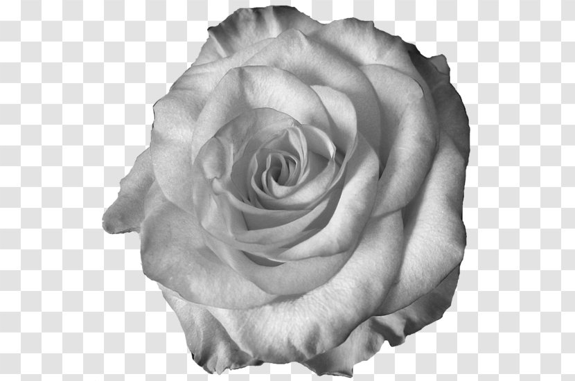 Garden Roses Centifolia White Cut Flowers Petal - Flowering Plant - Monochrome Transparent PNG