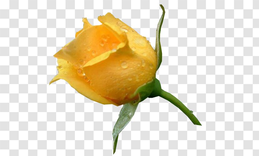 Garden Roses Yellow Rosa Amarela Color - Flowering Plant - Rose Transparent PNG