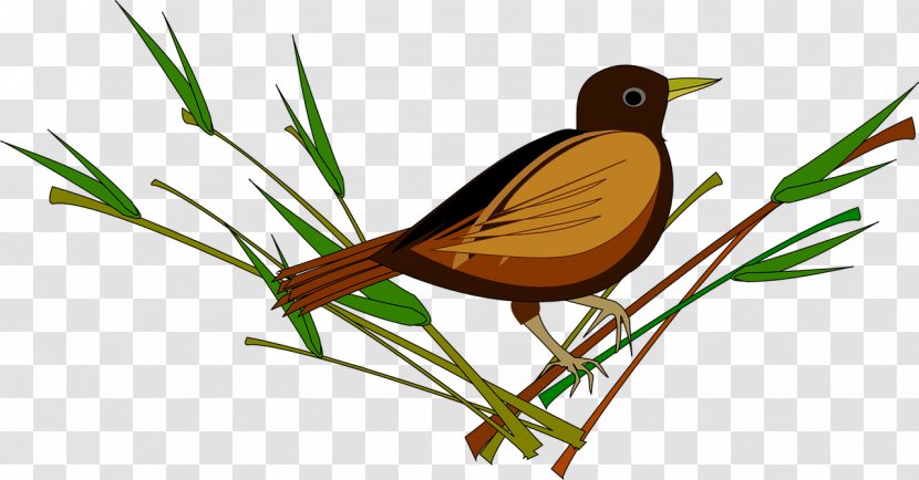 Bird In The Tree Sparrow - Organism Transparent PNG