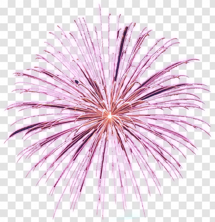 Adobe Fireworks Clip Art - Violet - Diwali Transparent PNG