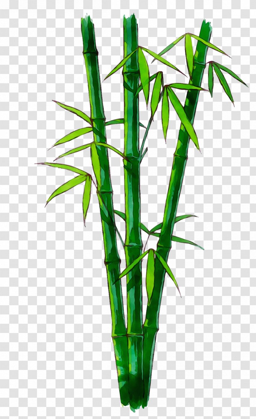Bamboo - Flowerpot - Plant Stem Transparent PNG