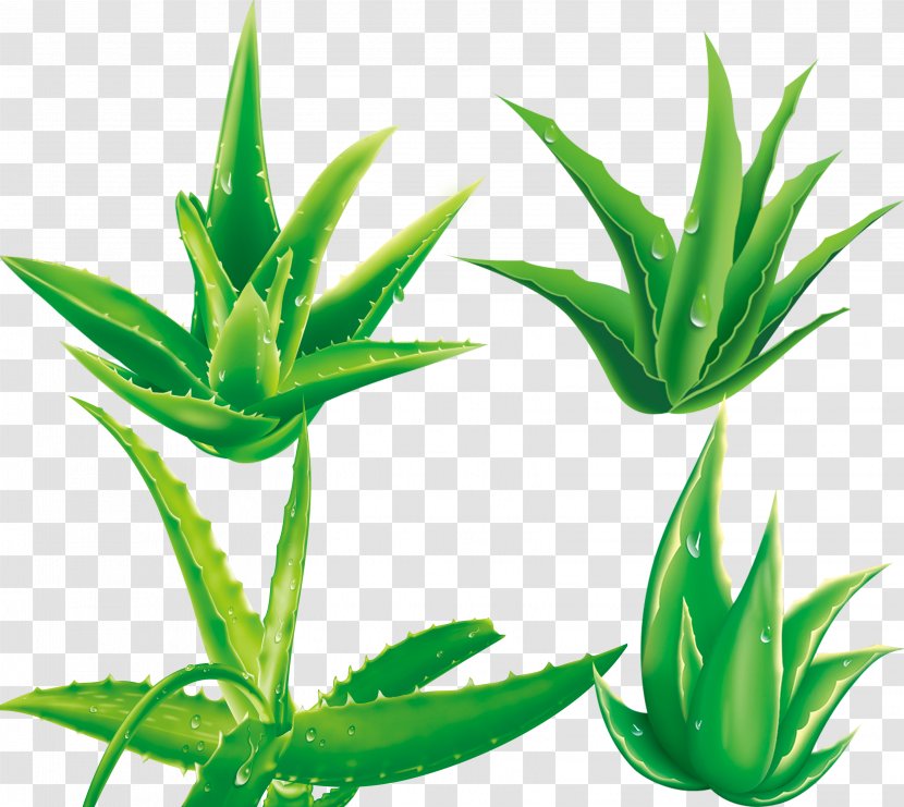 Aloe Vera Plant - Aloe,plant Transparent PNG