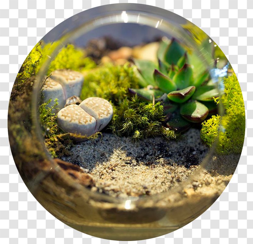 Micro Ecosystem (Terrarium) Workshop Women's Winter New Moon Circle - Glass - August VivariumTerrarium Transparent PNG