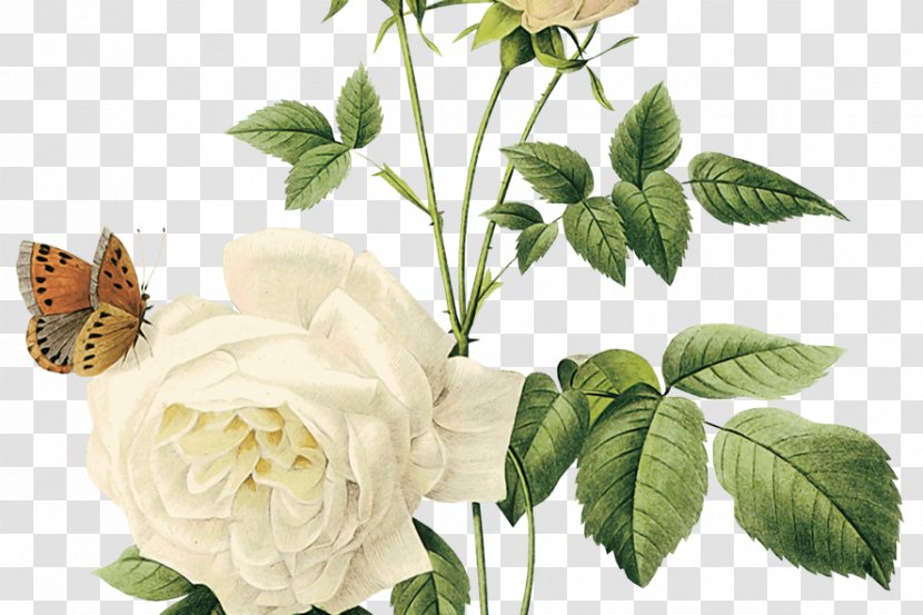 Rose Clip Art Flower Floral Design - Digital Image - Bong Hoa Mai Transparent PNG