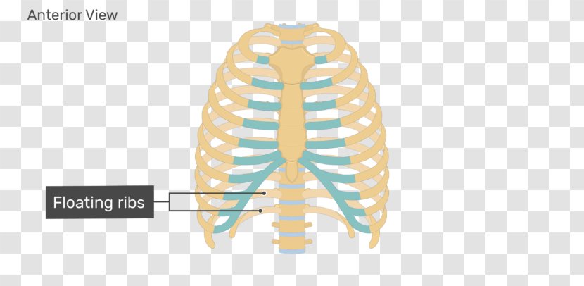 Rib Cage Human Skeleton Body Anatomy - Flower - Floating Ribs Transparent PNG