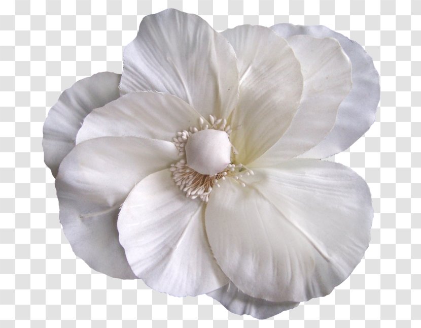 Mallows Rose Family Cut Flowers Petal - Mallow Transparent PNG