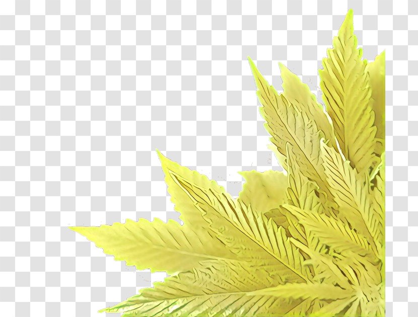 Leaf Yellow Plant Tree Flower - Hemp Family Flowering Transparent PNG