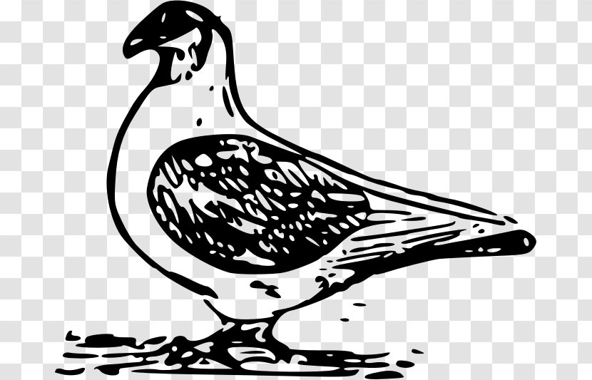 English Carrier Pigeon Bird Columbidae Clip Art - Silhouette - Vector Transparent PNG