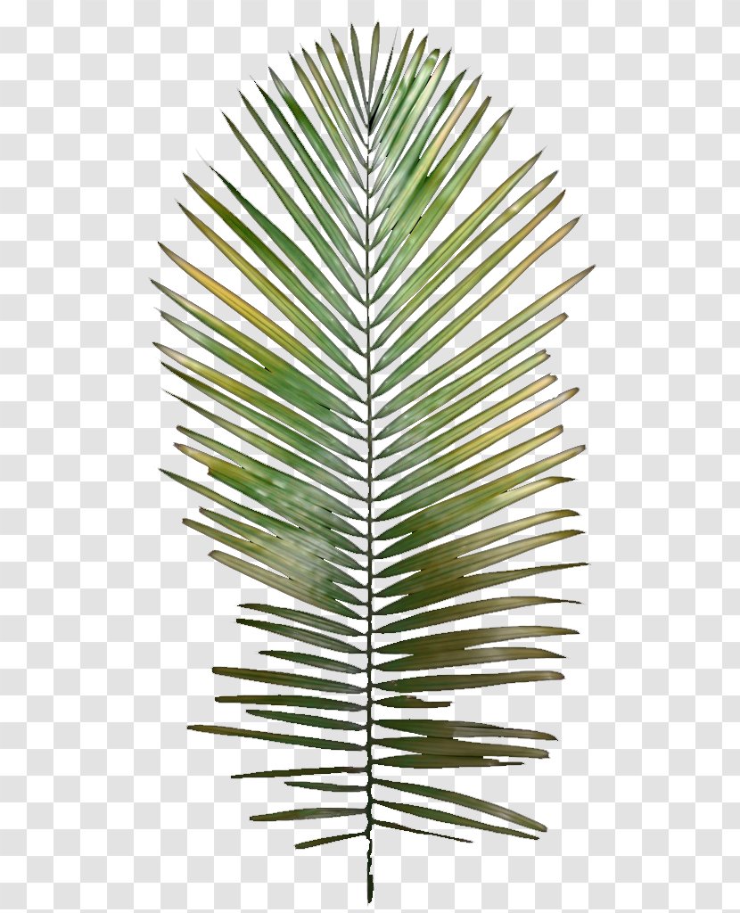 Leaf Tree Arecaceae Plant Stem - Flower - Palm Leaves Transparent PNG