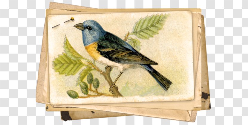 Bird Nest Paper Clip Art - Songbird Transparent PNG
