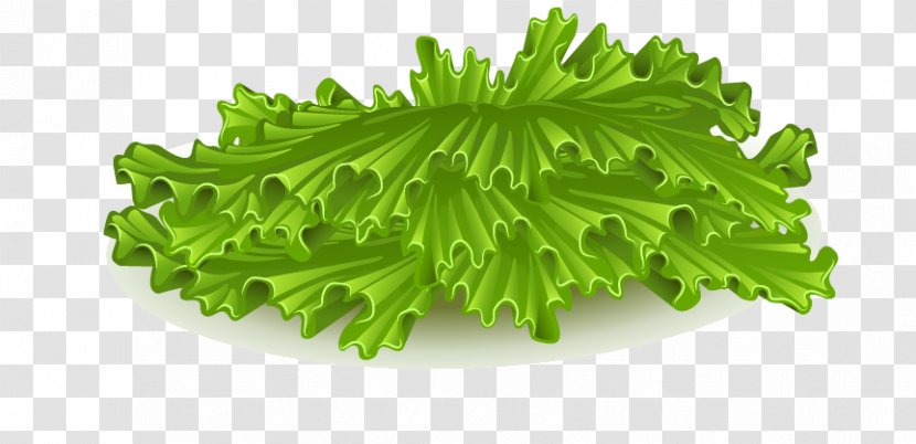 Hamburger Iceberg Lettuce Vegetable - Vector Painted Vegetables Transparent PNG
