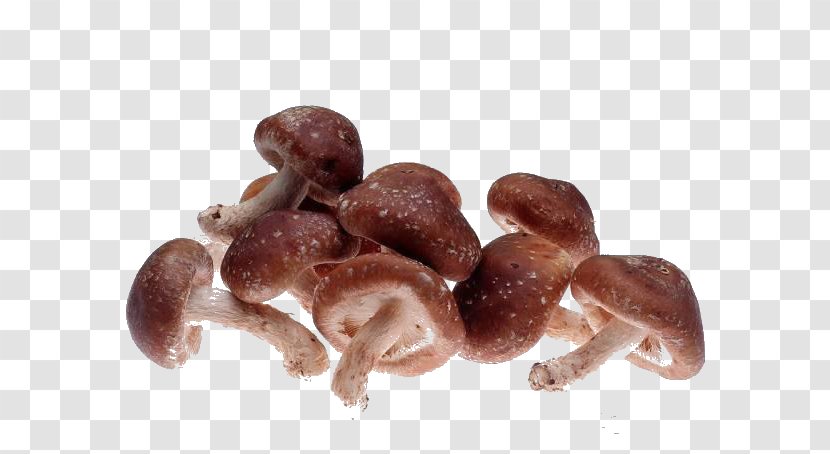 Morchella Esculenta Shiitake Fungus Oyster Mushroom - Cyclocybe Aegerita Transparent PNG