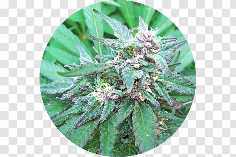 Cannabis Sativa Haze Marijuana Cannabinoid Ruderalis - Blueberry Bush Transparent PNG