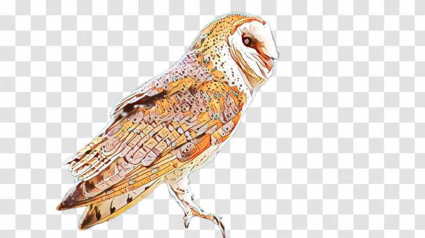 Barn Owl Bird Owl Beak Bird Of Prey Transparent PNG
