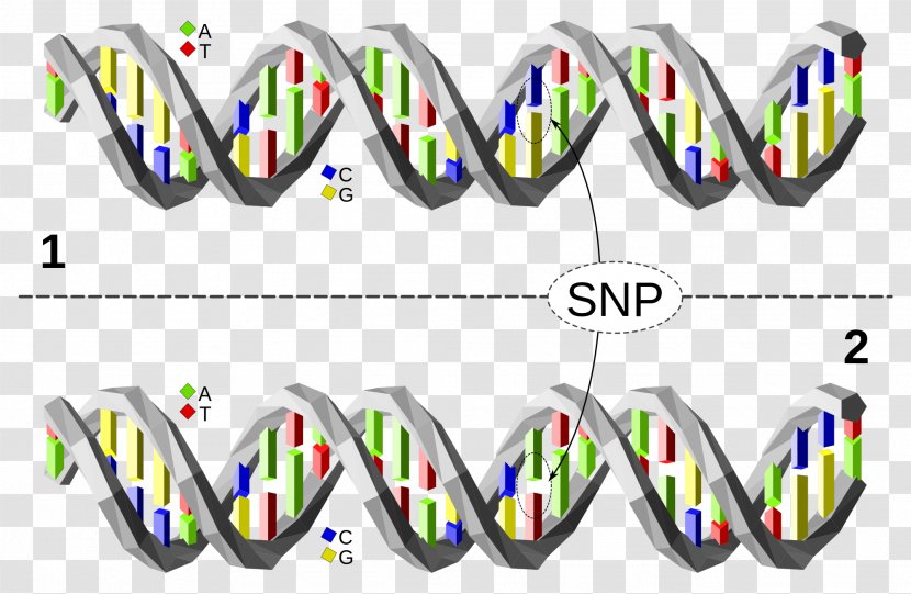 Single-nucleotide Polymorphism DNA Base Pair Gene - Text - Chromosome Transparent PNG