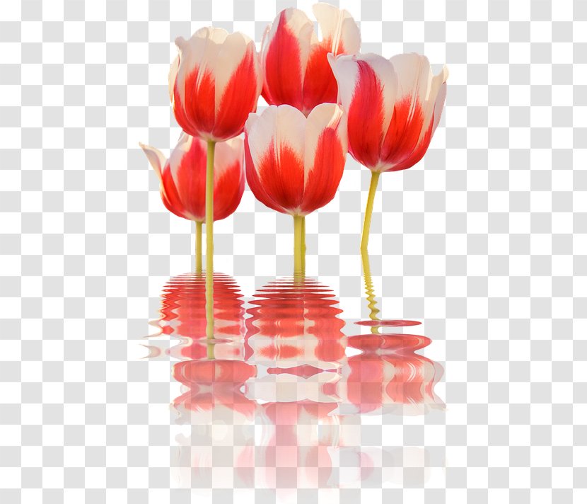 Clip Art Desktop Wallpaper Spring Tulips Image - Flower Transparent PNG