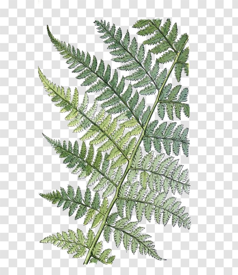 The Ferns Of Great Britain And Ireland Athyrium Filix-femina Leaf Botany - Drawing - Retro Plants Transparent PNG