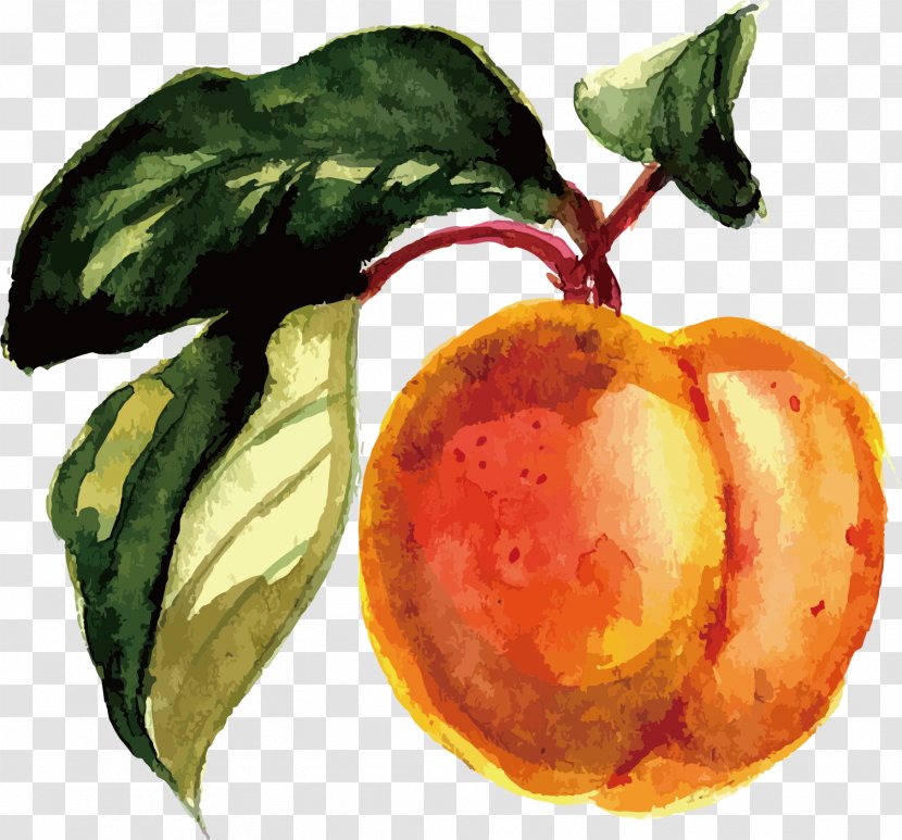 Fruit Watercolor Painting - Peach Vector Transparent PNG