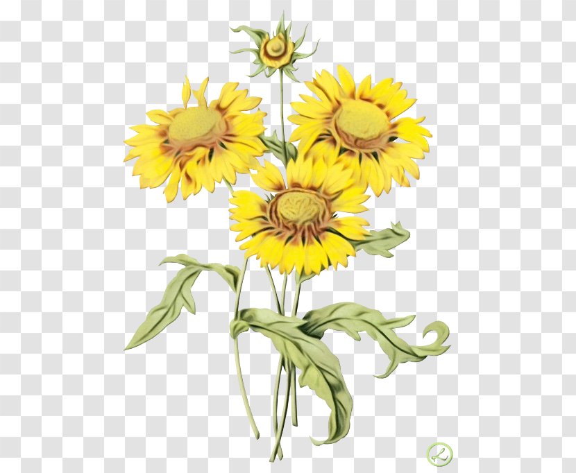 Drawing Of Family - Wildflower - Mayweed Transparent PNG