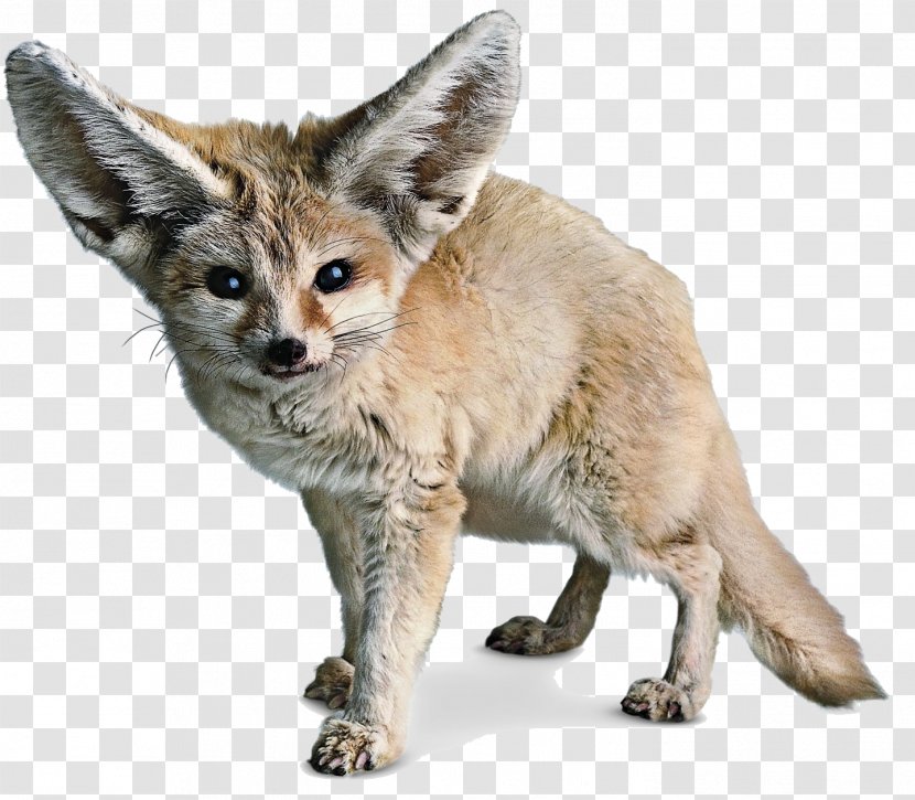 Red Fox Fennec Sahara - Kit - Photos Transparent PNG