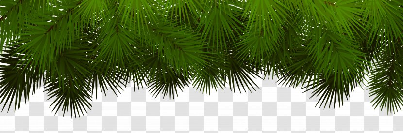 Asian Palmyra Palm Fir Spruce Pine Branch - Branches Decoration Transparent Clip Art Transparent PNG