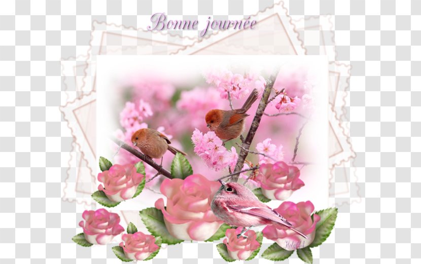 Garden Roses Desktop Wallpaper Bird Немцов мост Flower - Cut Flowers Transparent PNG