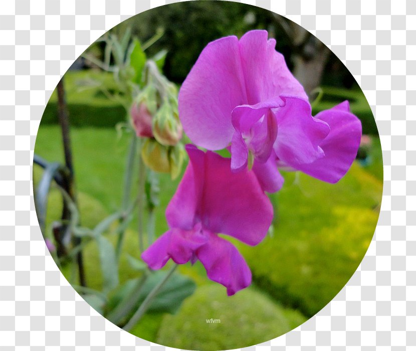 Sweet Pea Pink M Annual Plant Cattleya Orchids Violet - Throwing Hydrangea Transparent PNG
