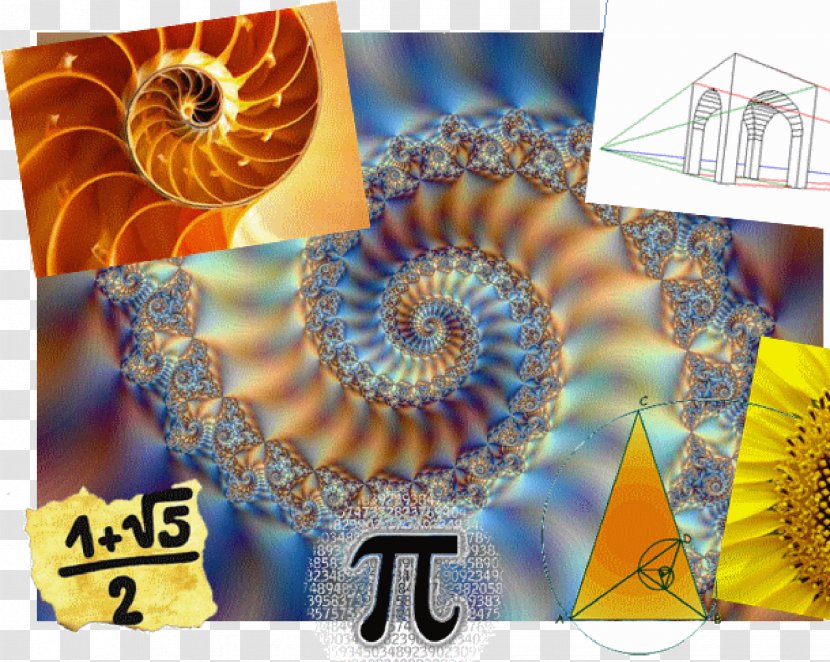 Nautilus Mathematics Fractal Sacred Geometry Seashell - Fibonacci Number Transparent PNG