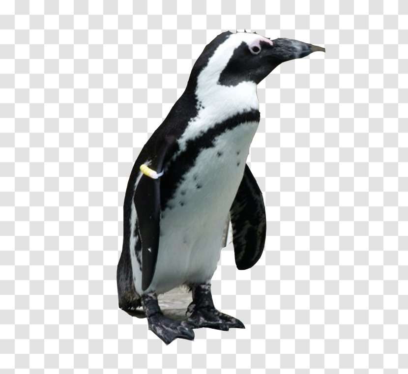 African Penguin Antarctic Bird Jaguar - Aptenodytes - Penguins Transparent PNG