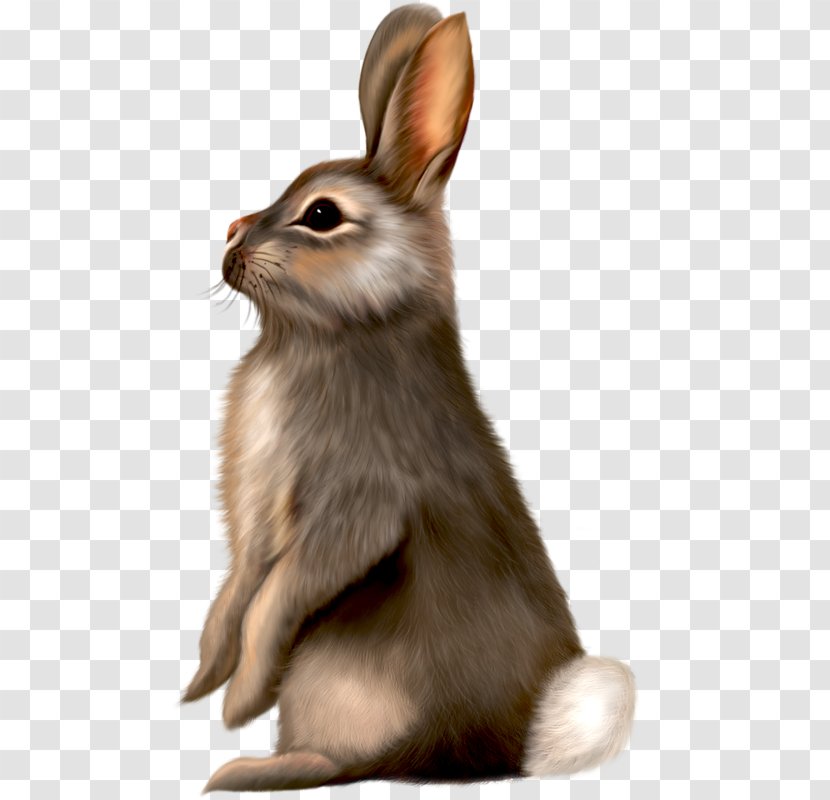 Easter Bunny Best Bunnies Rabbit Clip Art - Wildlife Transparent PNG