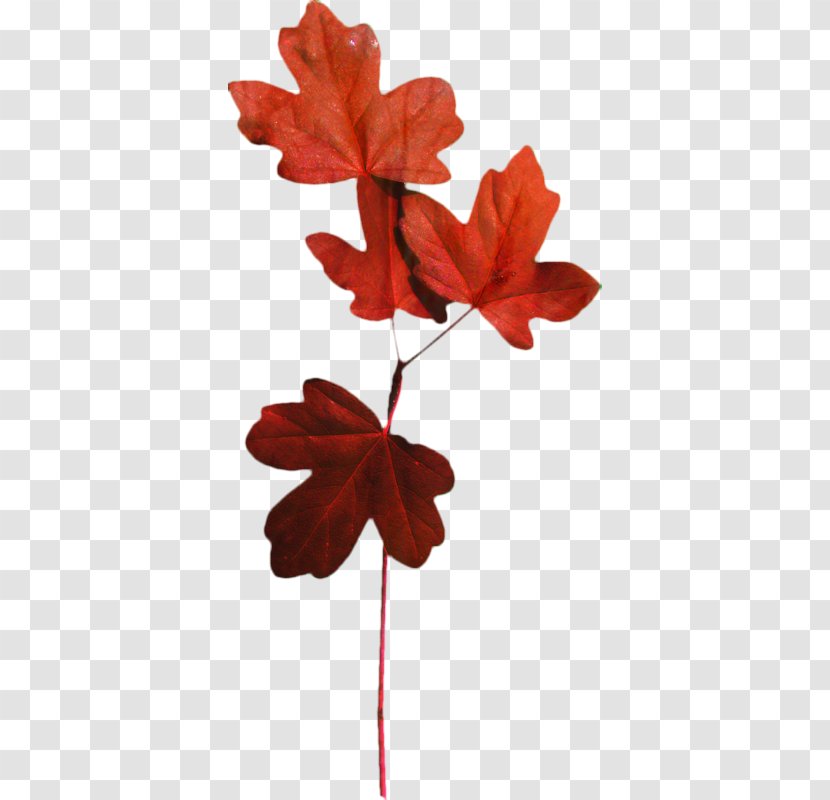 Red Maple Tree - Plants - Plane Geranium Transparent PNG