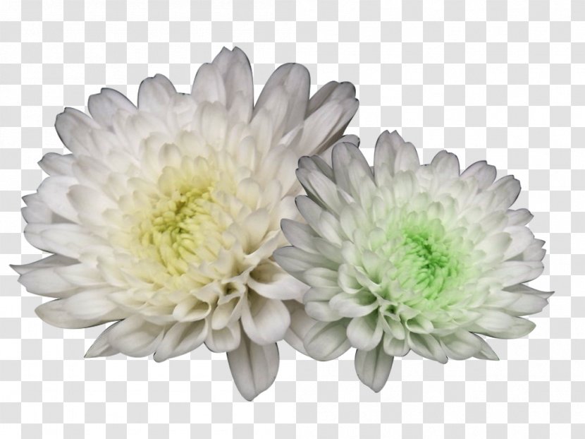 Chrysanthemum Xd7grandiflorum Tea Flower - Daisy - Hang White Picture Material Transparent PNG