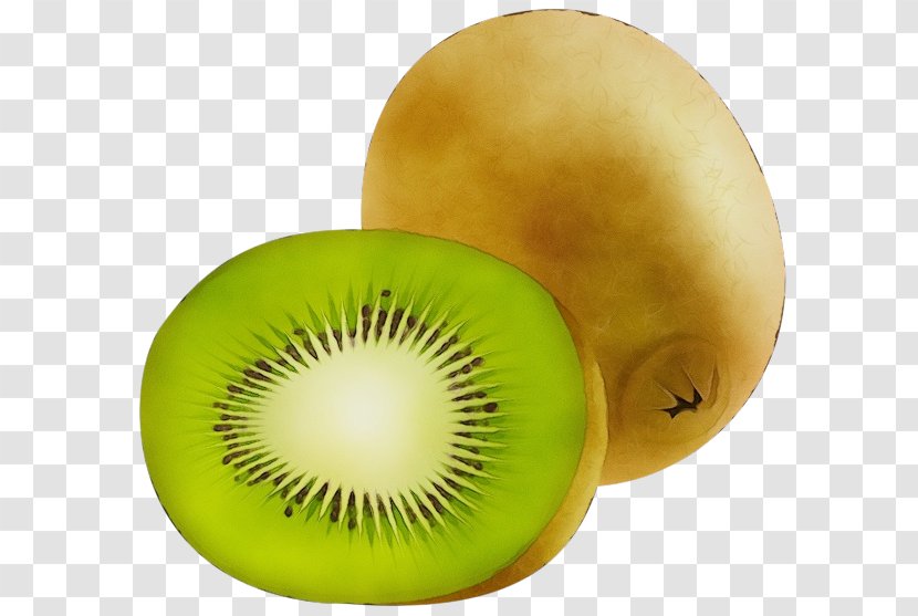 Watercolor Plant - Green - Kiwi Transparent PNG