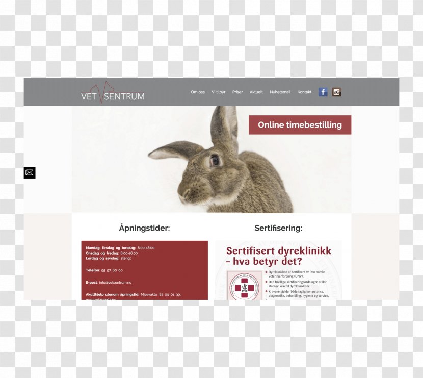 Web Development WordPress Domestic Rabbit Corporate Website - Spa Transparent PNG
