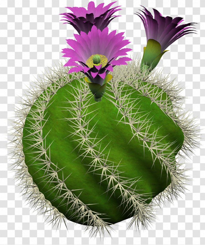 Cactus Culture For Amateurs Cactaceae Strawberry Hedgehog Succulent Plant - Family Transparent PNG