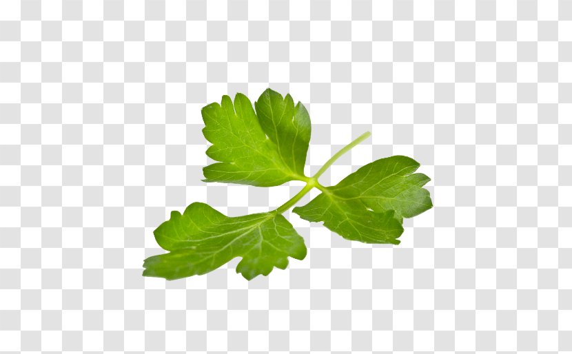 Parsley Leaf Fines Herbes Lovage Transparent PNG