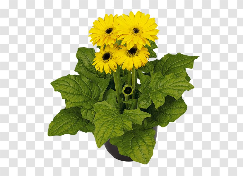 Transvaal Daisy Sunflower M Cut Flowers Annual Plant - Gerbera Plants Transparent PNG