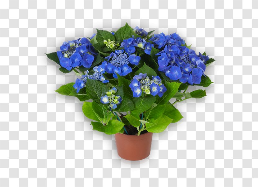 Hydrangea Blue Flower Red Pink - Cornales Transparent PNG