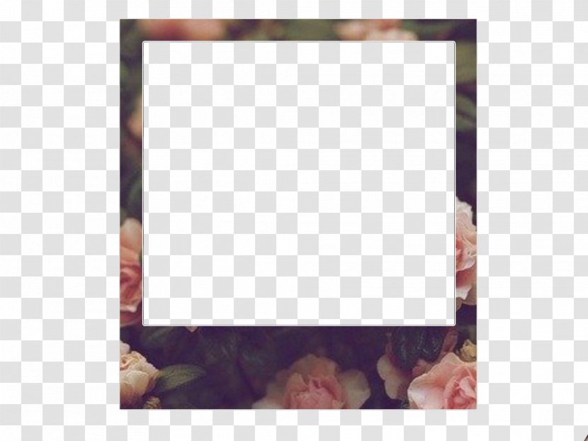 Picture Frames Polaroid Photography Adobe Flash Player Pattern - Album Transparent PNG