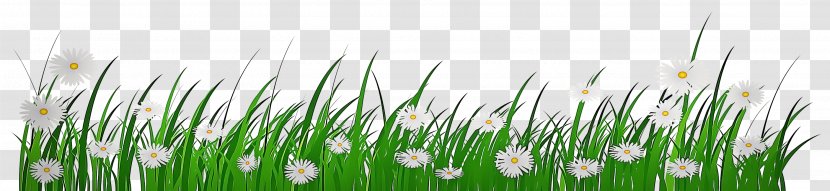 Grass Green Plant Family Flower Transparent PNG