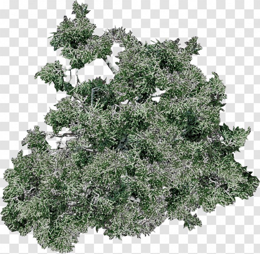 Branch African Trees Art Evergreen - Tree Transparent PNG
