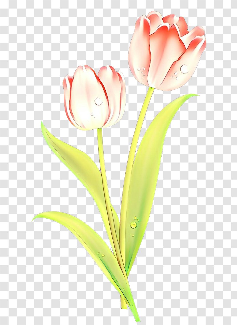 Flower Flowering Plant Tulip Cut Flowers - Stem - Pink Transparent PNG