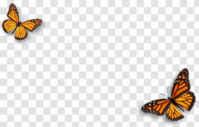 Monarch Butterfly Pieridae Natural Environment Brush-footed Butterflies - Arthropod Transparent PNG
