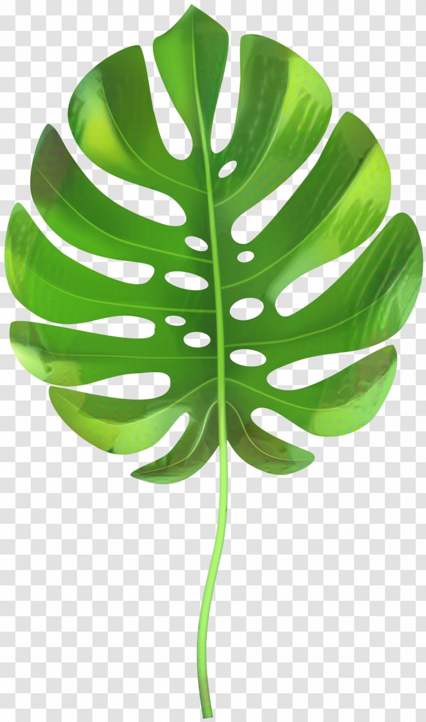 Green Leaf Background - Alismatales - Arum Family Vascular Plant Transparent PNG