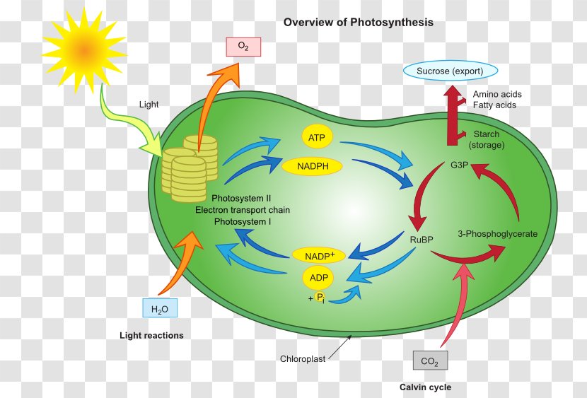 Water Resources Supply Network Soil System - Oxygen Transparent PNG