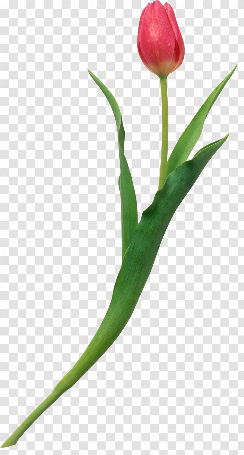 Tulip The Heart's Wisdom: A Practical Guide To Growing Through Love Cut Flowers Plant Stem Bud Transparent PNG