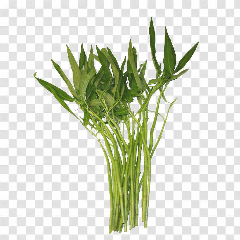Water Spinach Thailand Chinese Convolvulus Laos Vegetable - Grass - Morning Glory Transparent PNG