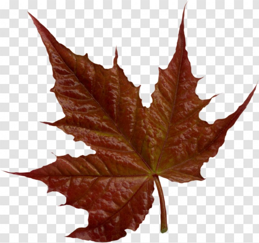 Maple Leaf Collage Clip Art - Diary - Brown Leaves Transparent PNG