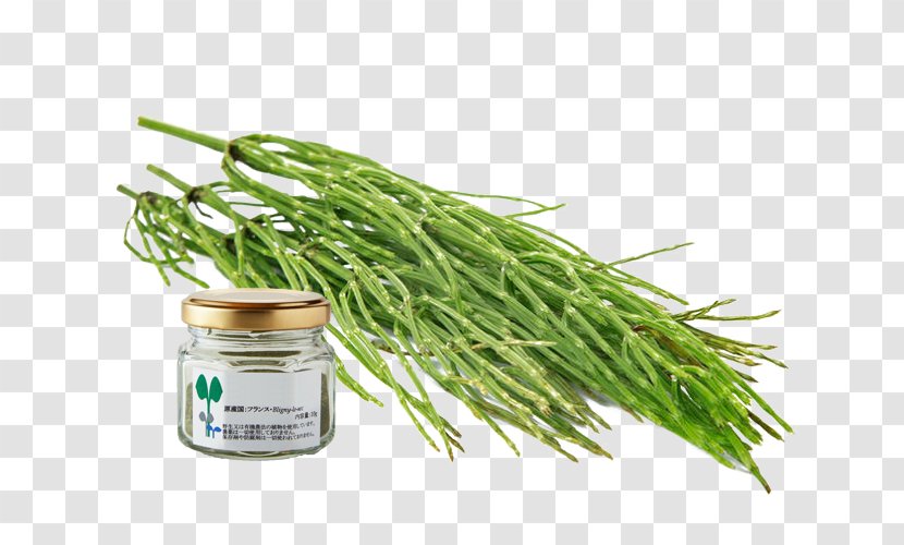 Green Bean Grasses Leaf Vegetable Ingredient Family - Plant - Horsetail Transparent PNG