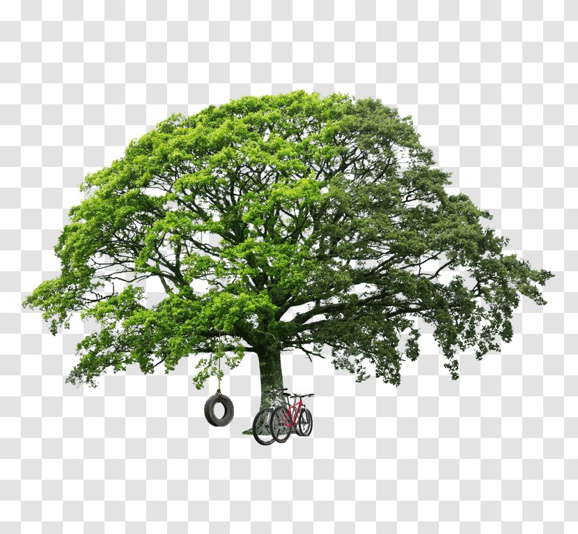 Stock Photography Tree Image Shutterstock White Oak - Royaltyfree Transparent PNG